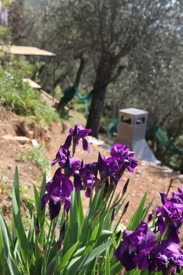 הוילה קמאיורה Il Giaggiolo מראה חיצוני תמונה